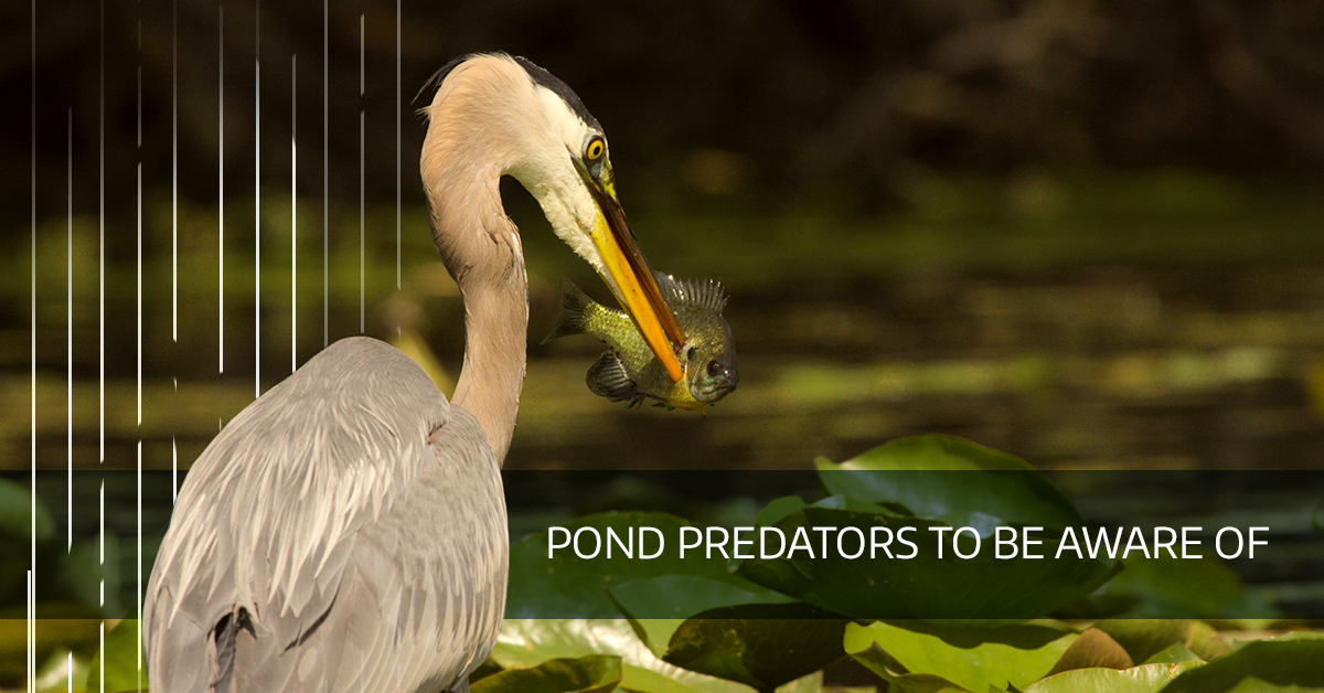 Pond Predators To Be Aware Of Castle Aquatics