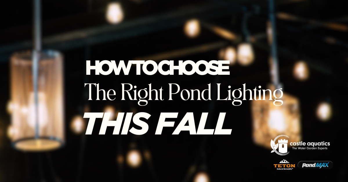 How To Choose The Right Pond Lighting This Fall