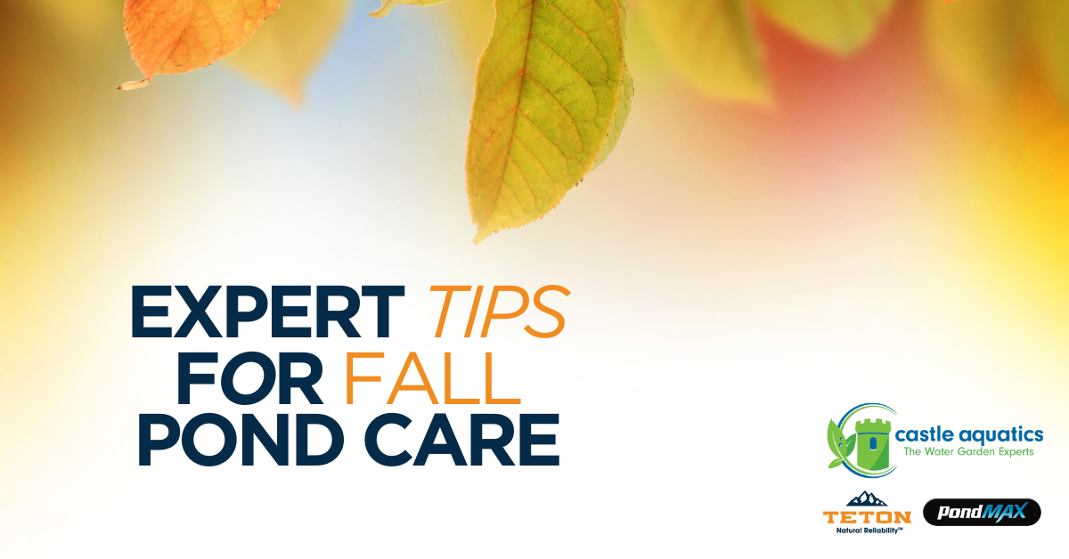 tips for fall pond care