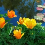pond-opening-tips