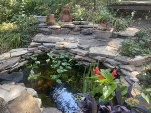 keep your fish pond cool in summer by providing pond shade