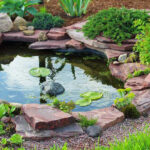 tips-tokeeo-fish-pond-cool-in-summer