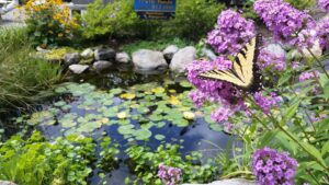choosing-pond-pump-summer-pond