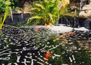 problem-pond-foammy water-forming-base-water-fall-koi-fish-backyard-pond